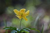 36_anemone ranuncoloides (anemone gialla)